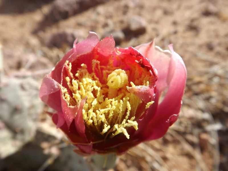 Opuntia pottsii photo 2