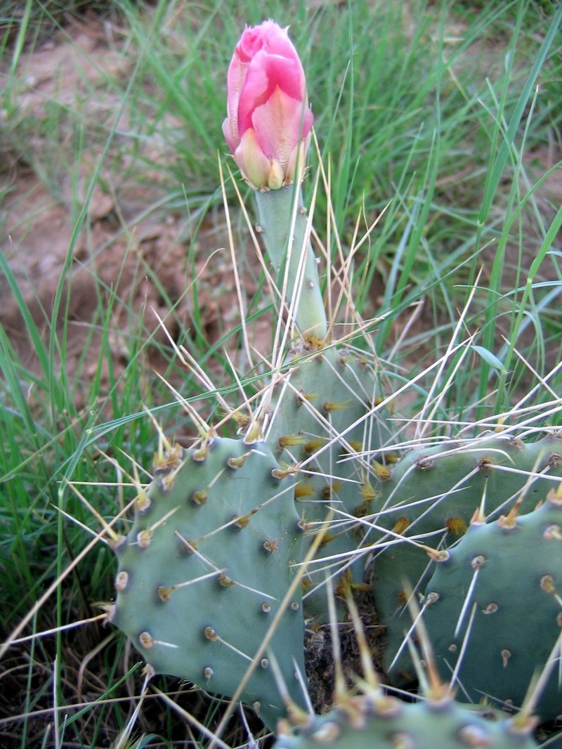 Opuntia pottsii photo 3