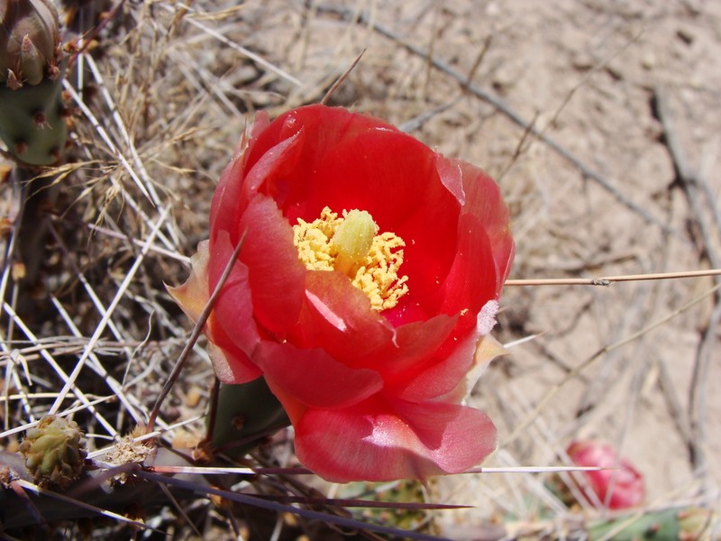 Opuntia pottsii photo 4