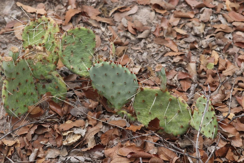 Opuntia pottsii photo 5