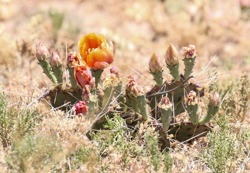 Opuntia pottsii photo 6