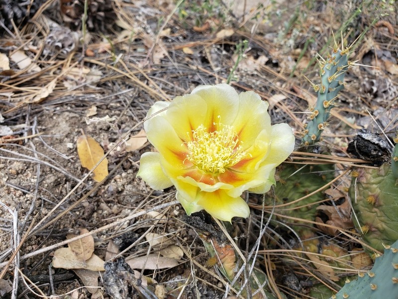 Opuntia pottsii photo 7