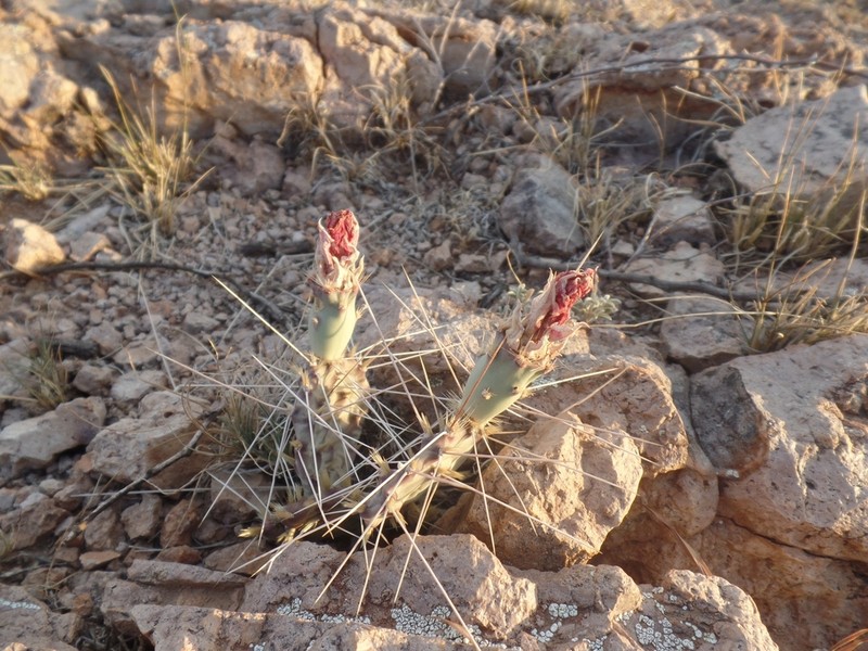 Opuntia pottsii photo 8