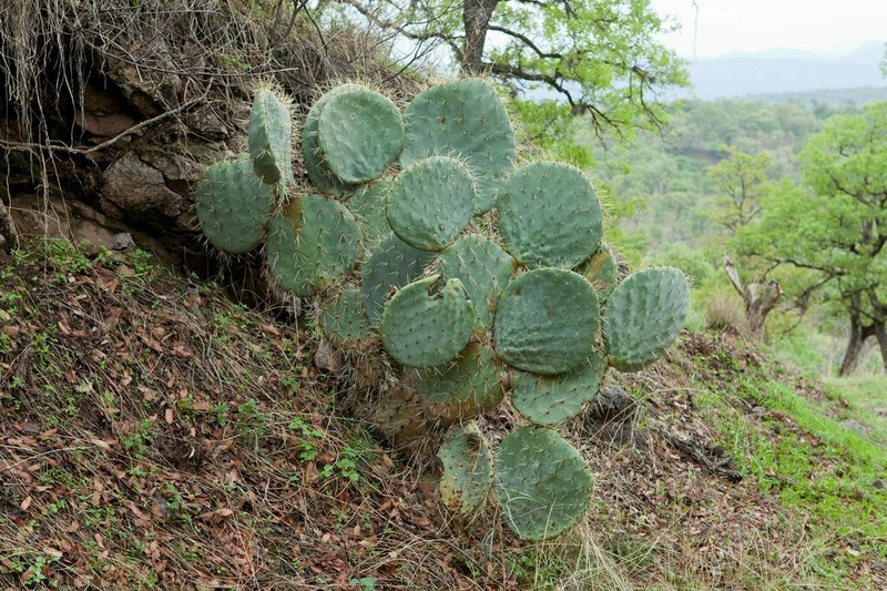 Opuntia preciadoae