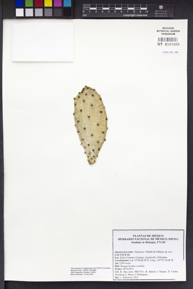 Opuntia preciadoae photo 2
