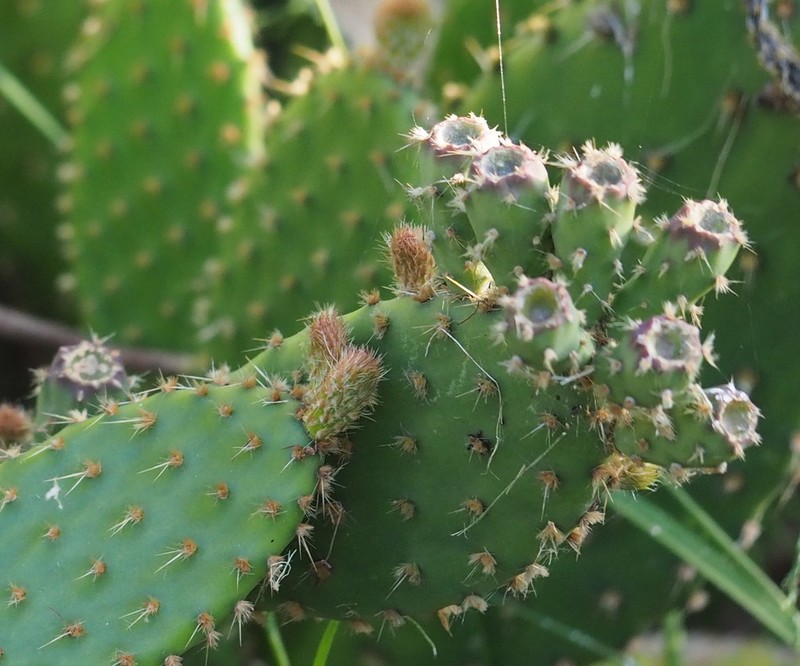 Opuntia puberula