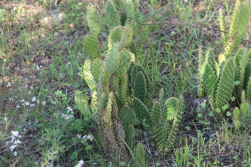 Opuntia puberula photo 2