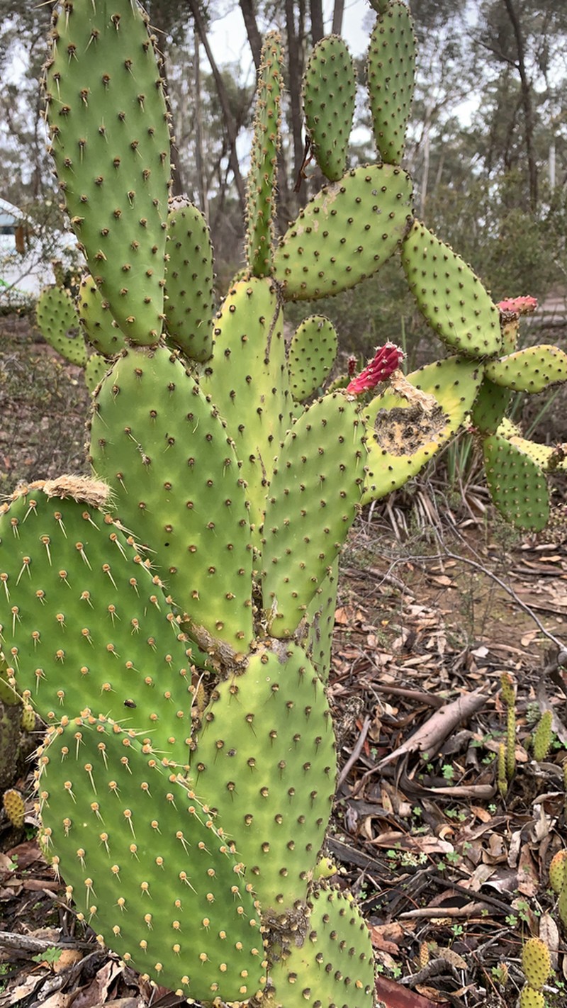 Opuntia puberula photo 3