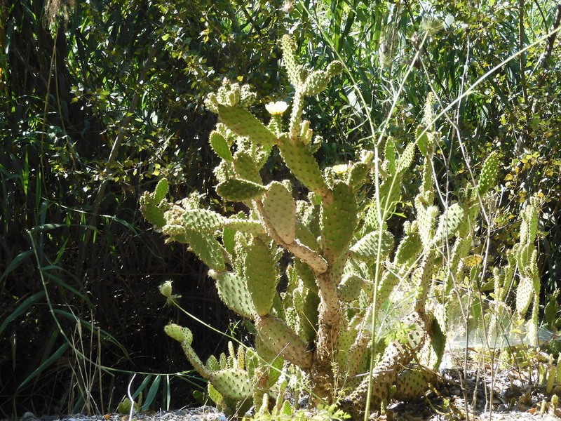 Opuntia puberula photo 4