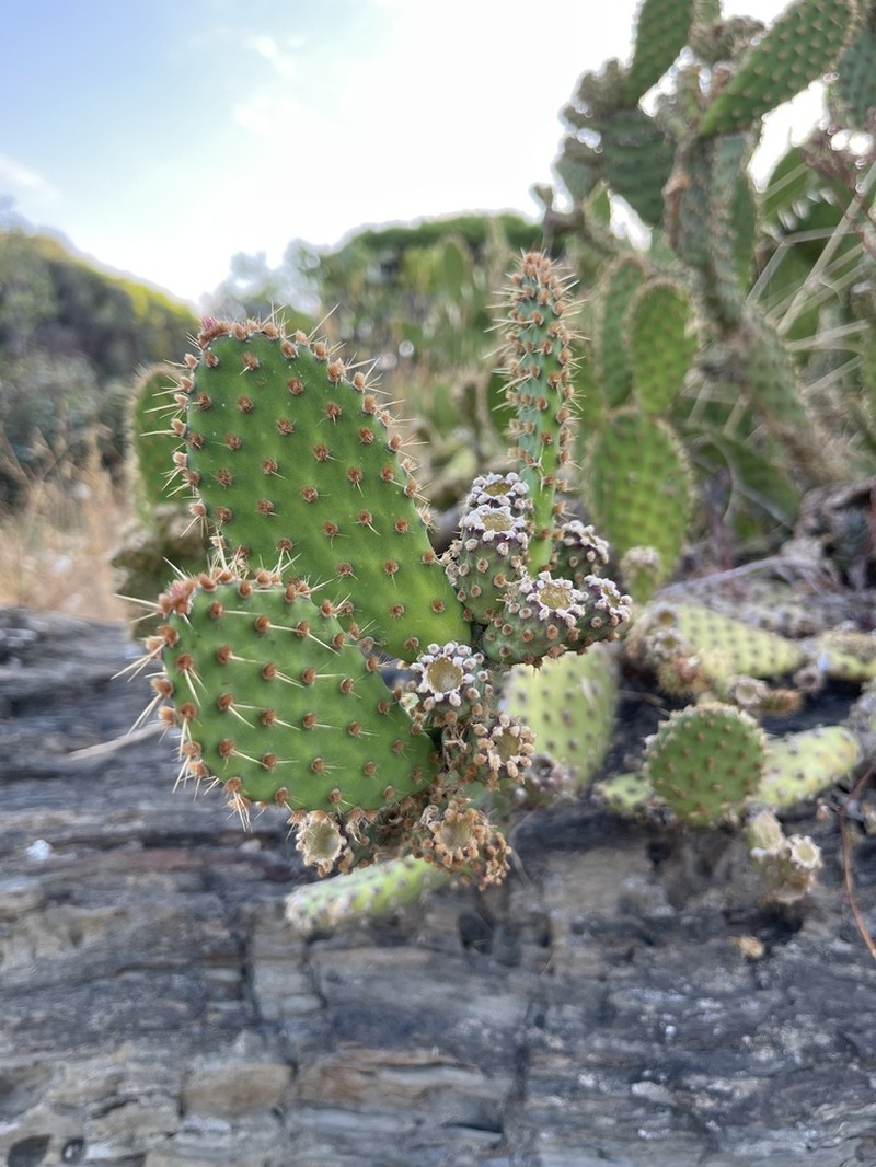 Opuntia puberula photo 5