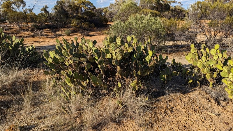 Opuntia puberula photo 6