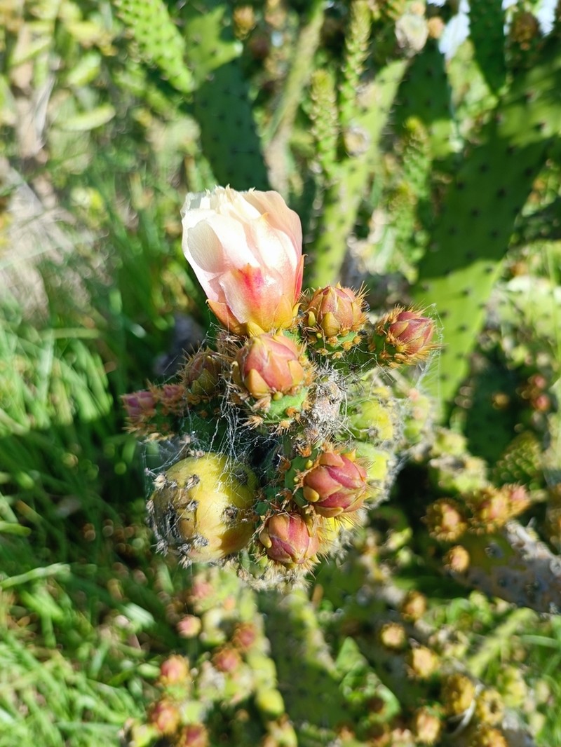 Opuntia puberula photo 7