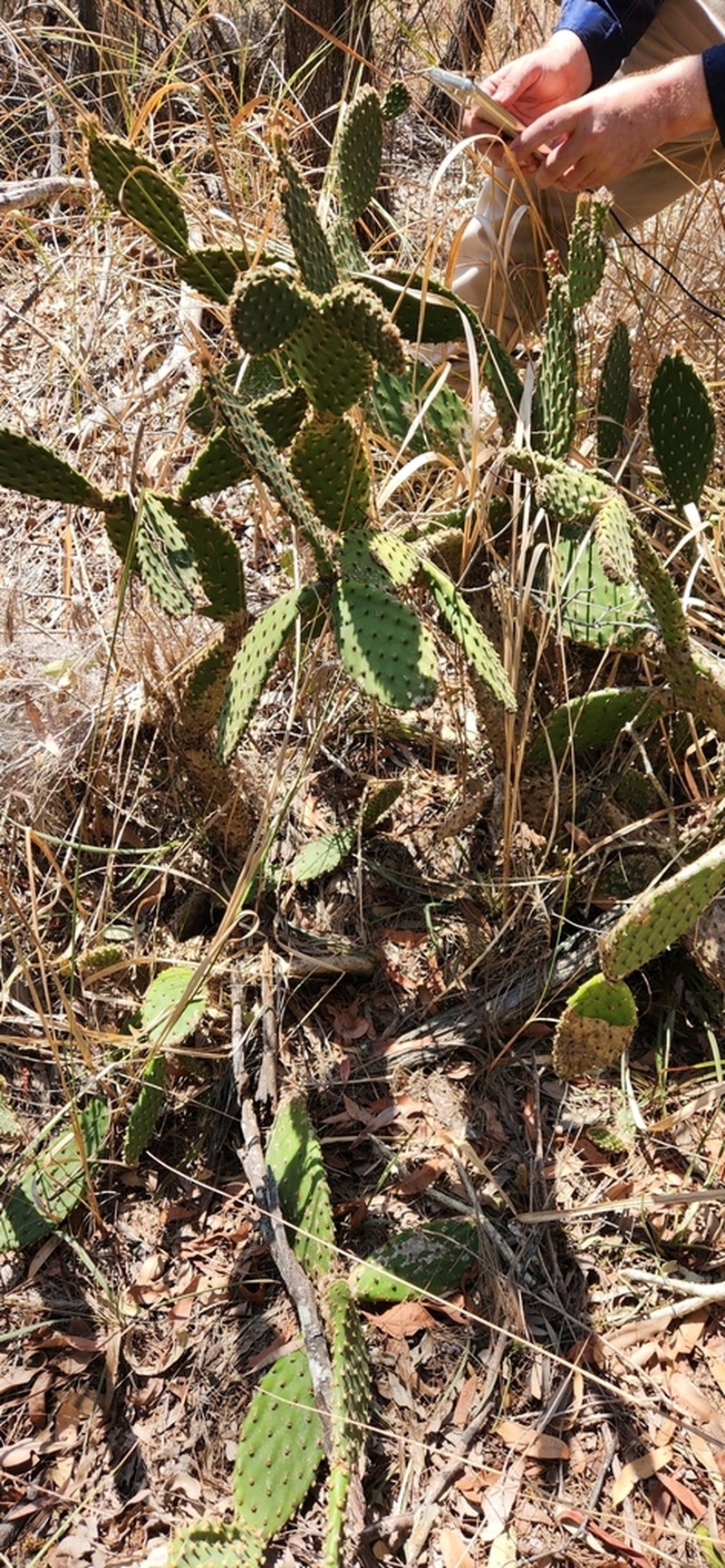 Opuntia puberula photo 8