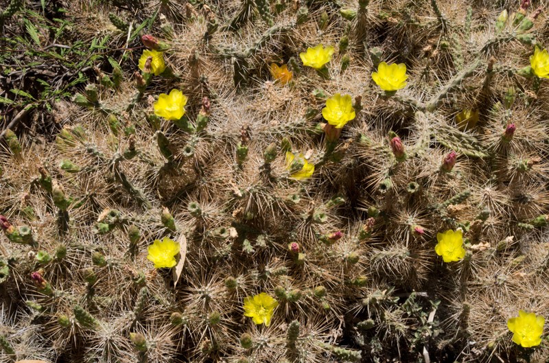Opuntia pubescens