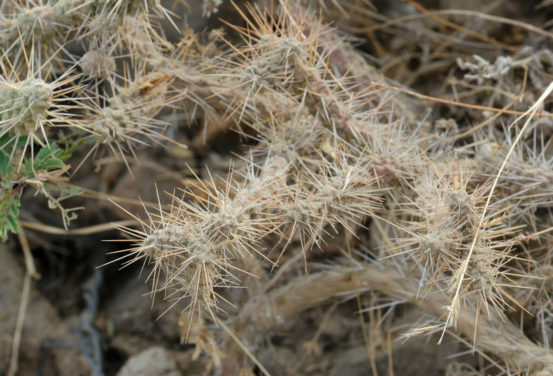Opuntia pubescens photo 2