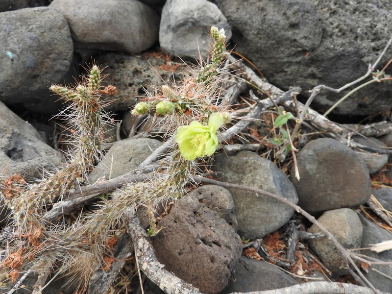 Opuntia pubescens photo 3