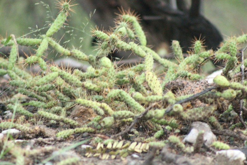 Opuntia pubescens photo 4