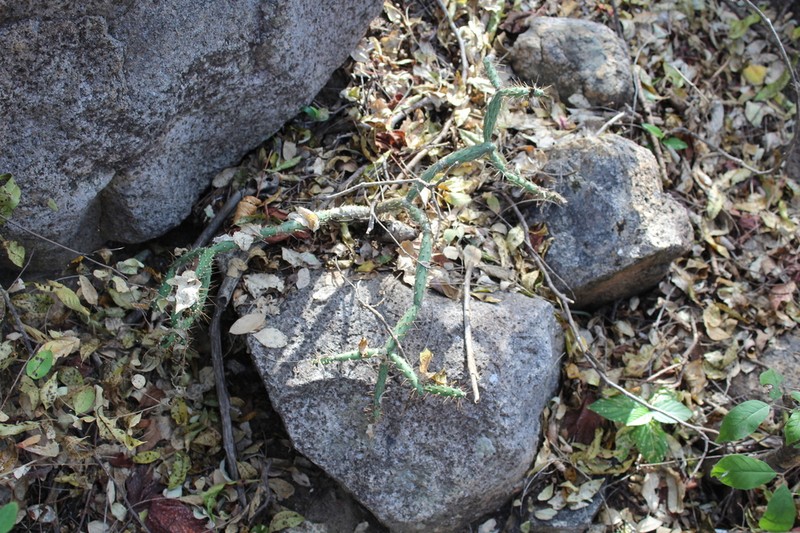 Opuntia pubescens photo 5