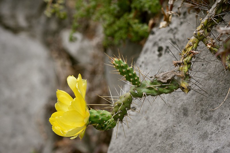 Opuntia pubescens photo 6