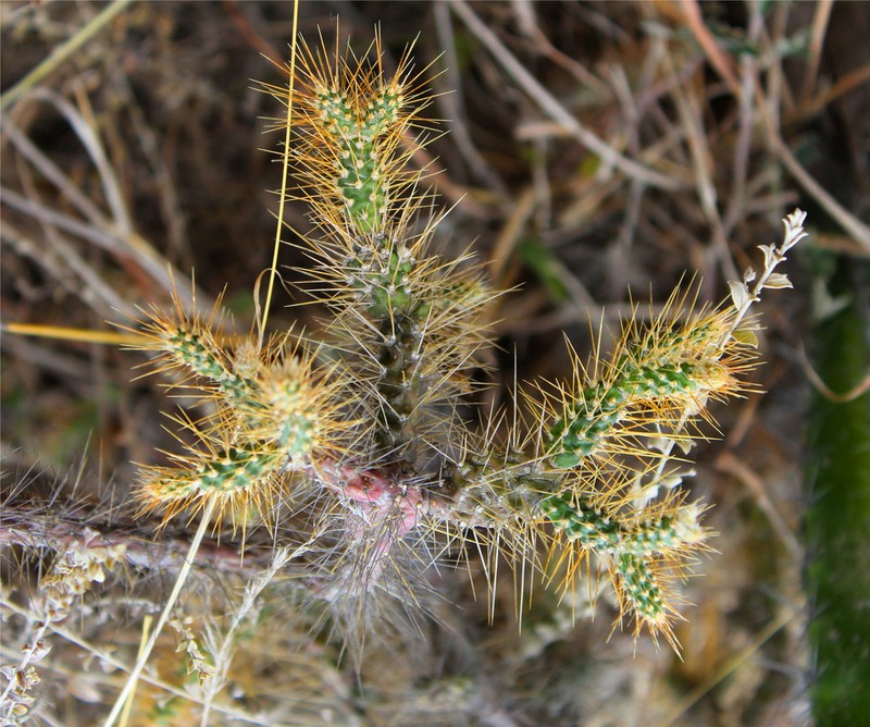 Opuntia pubescens photo 7