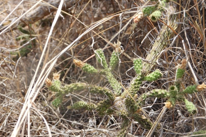 Opuntia pubescens photo 8