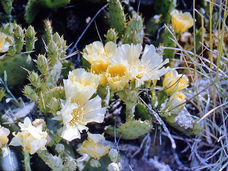 Cockspur Pricklypear photo 3