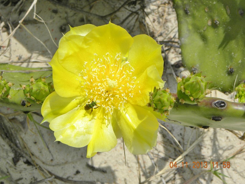 Cockspur Pricklypear photo 2