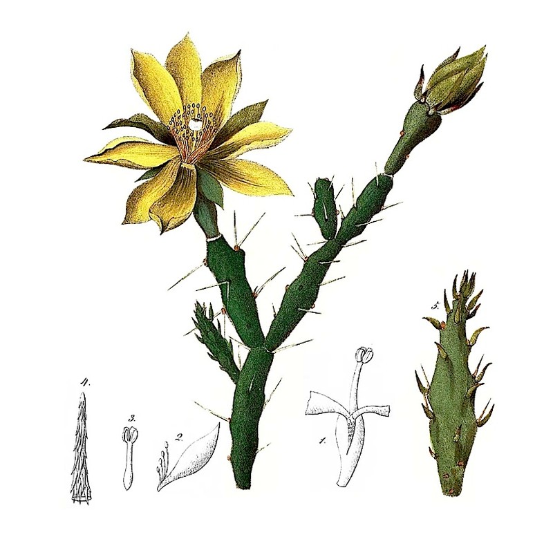 Cockspur Pricklypear