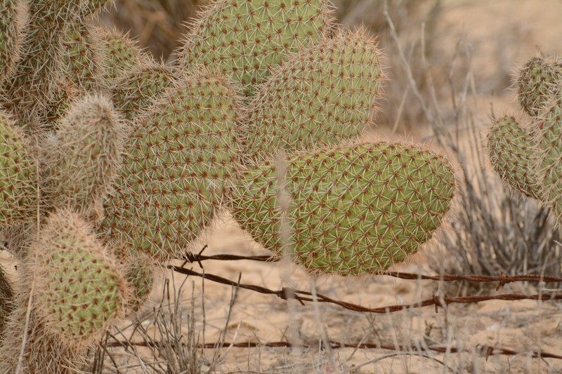 Opuntia pycnantha