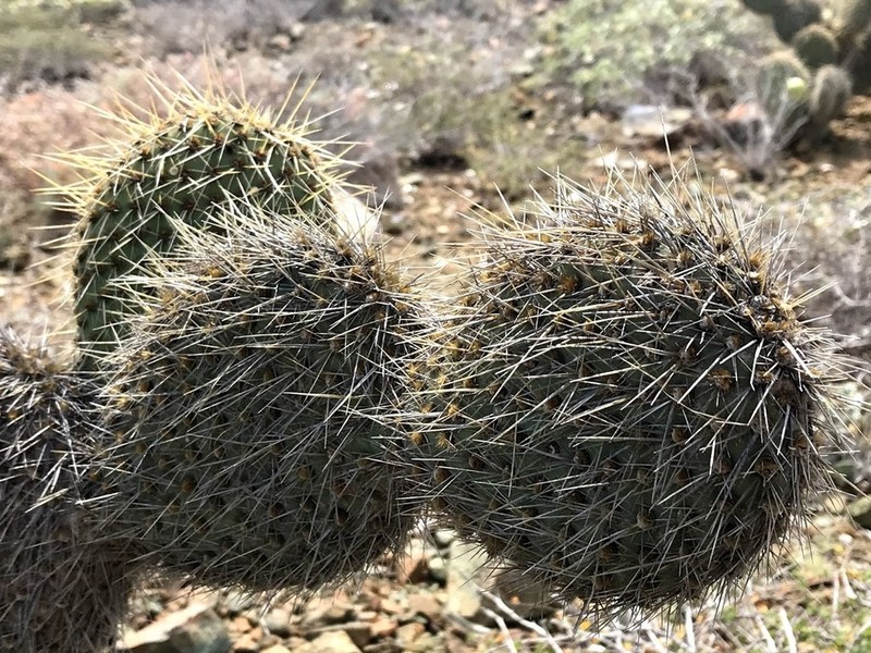 Opuntia pycnantha photo 2