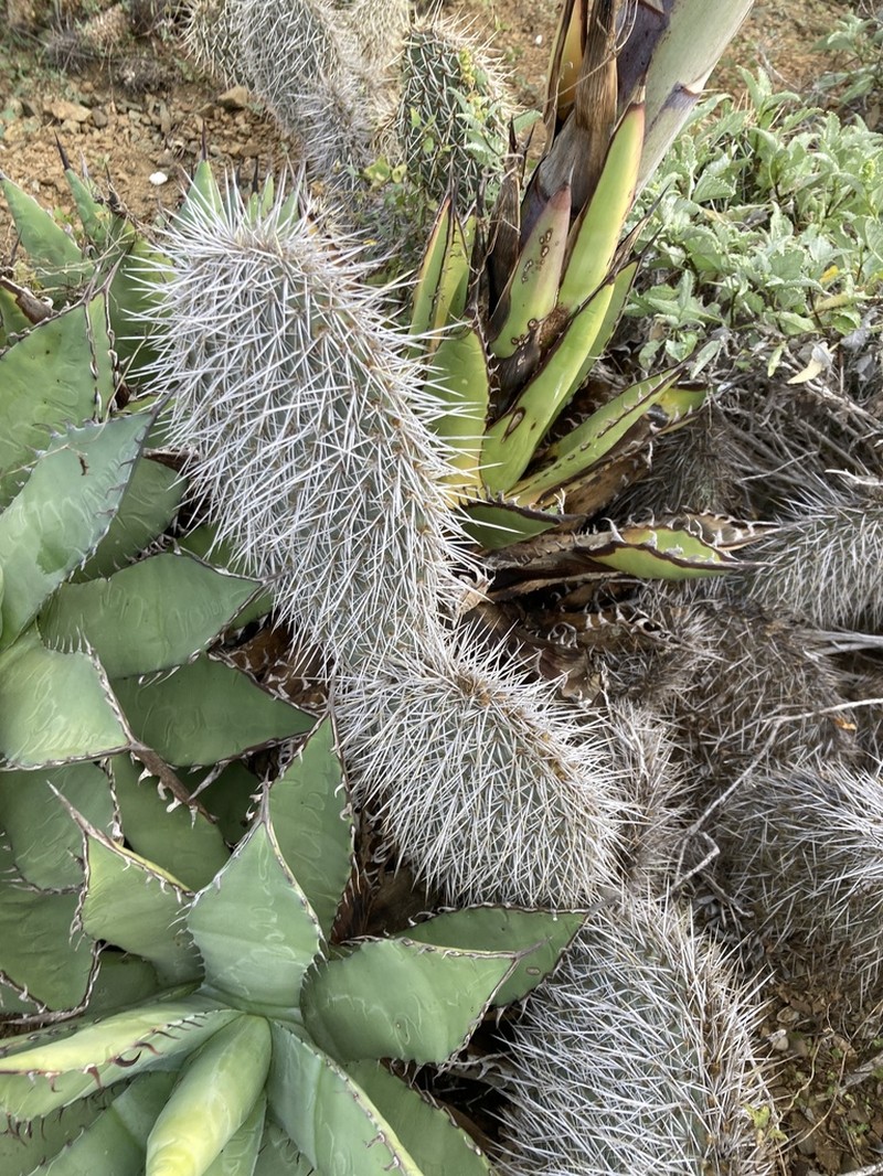 Opuntia pycnantha photo 3