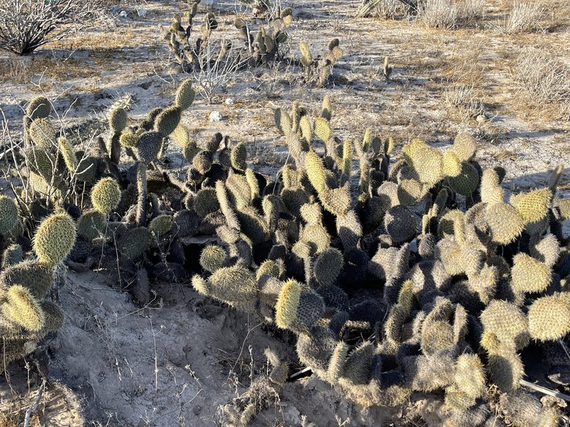 Opuntia pycnantha photo 4