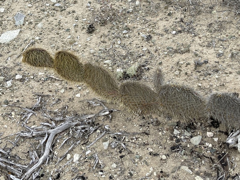 Opuntia pycnantha photo 5