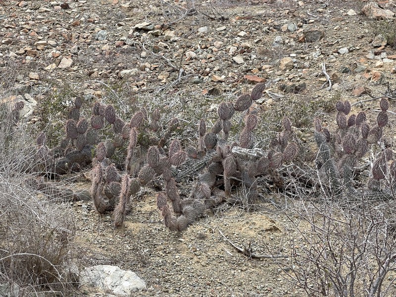 Opuntia pycnantha photo 6
