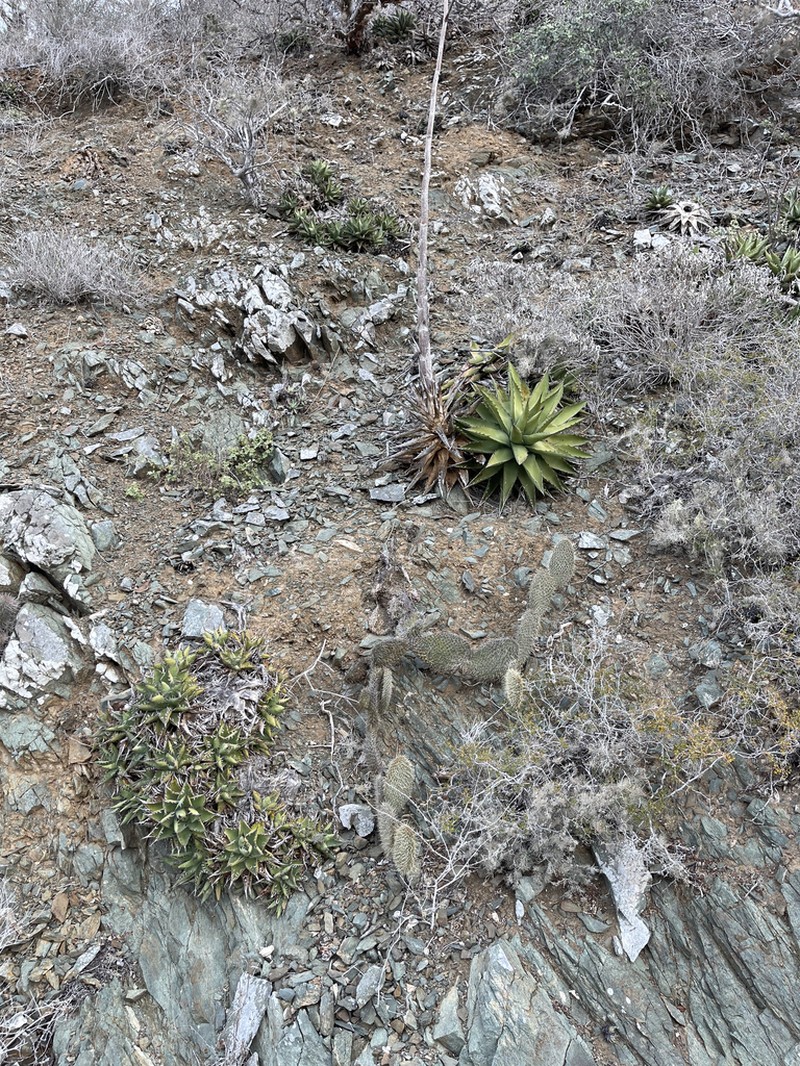 Opuntia pycnantha photo 7
