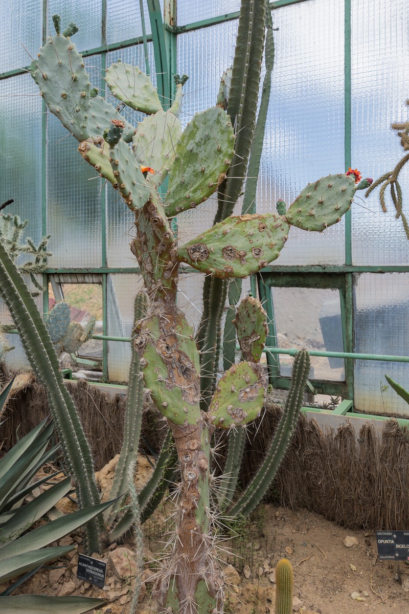 Opuntia quimilo