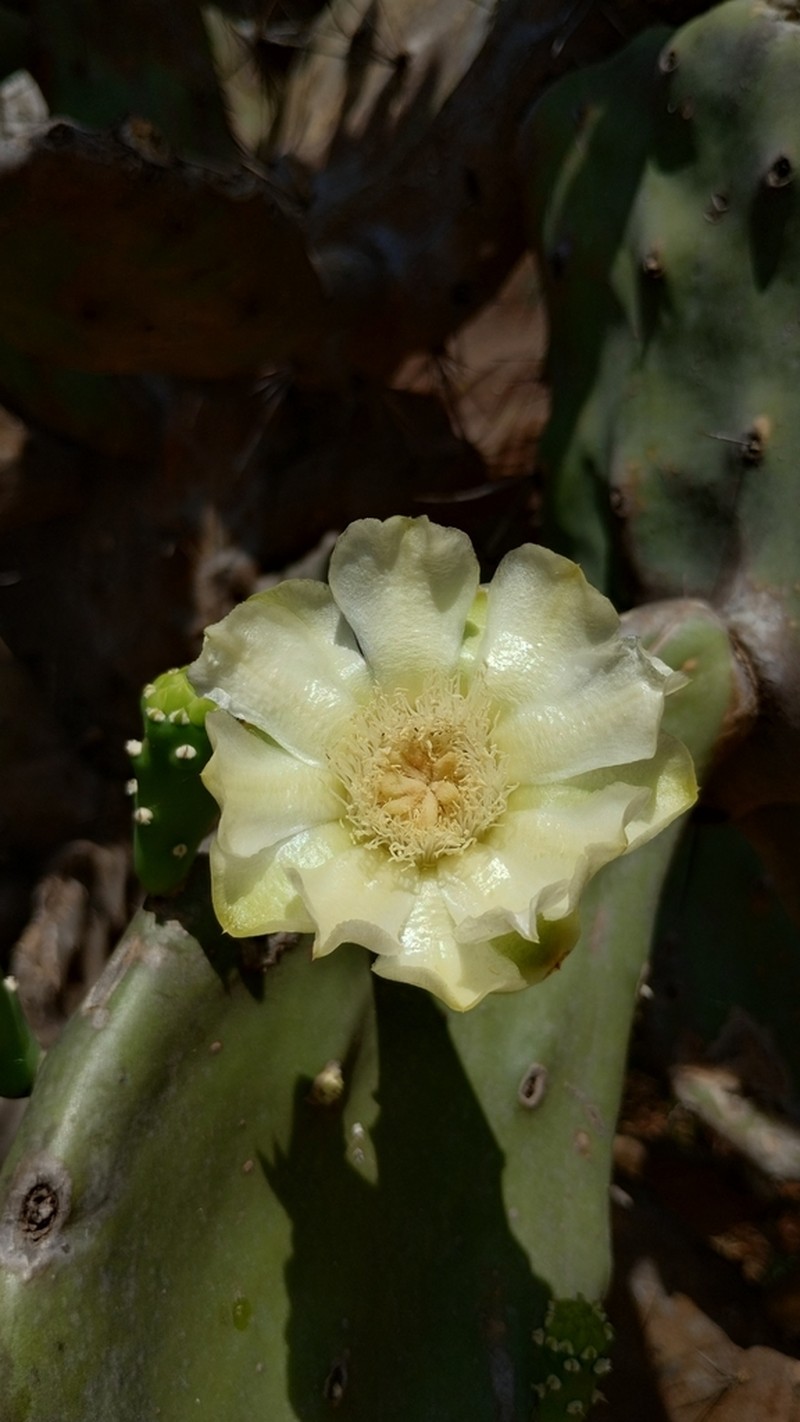 Opuntia quimilo photo 2