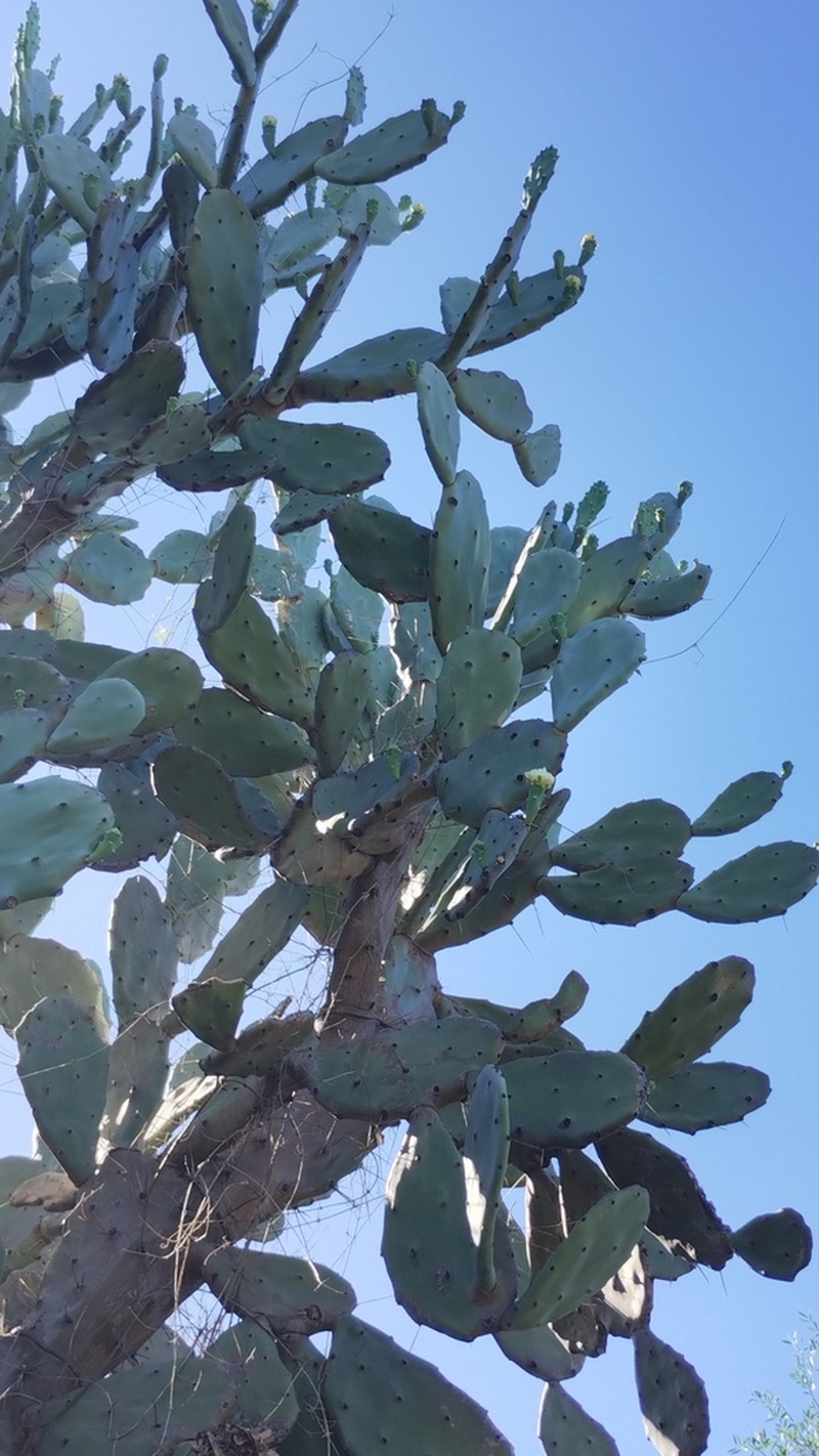 Opuntia quimilo photo 4
