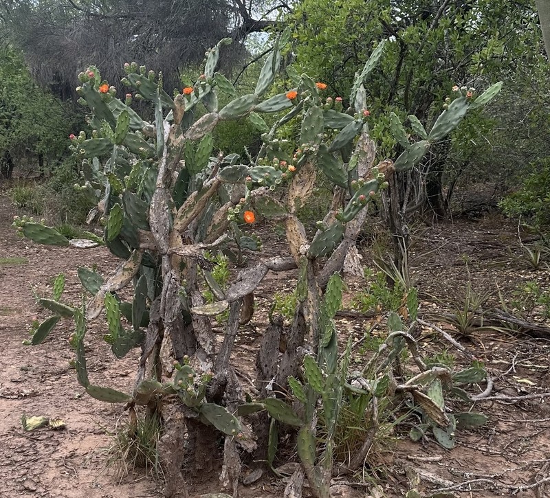 Opuntia quimilo photo 5