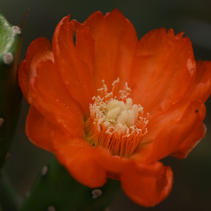 Opuntia quimilo photo 6