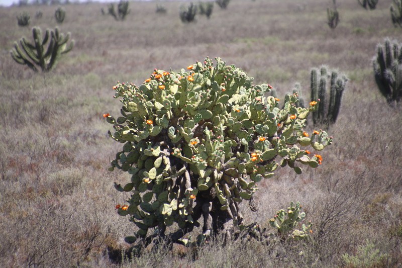 Opuntia quimilo photo 7