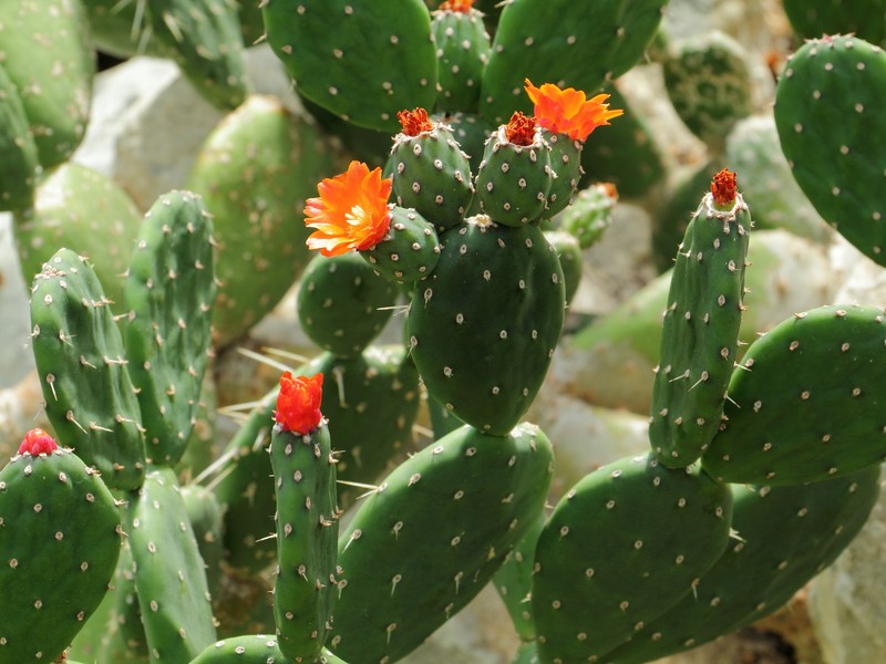 Opuntia quitensis