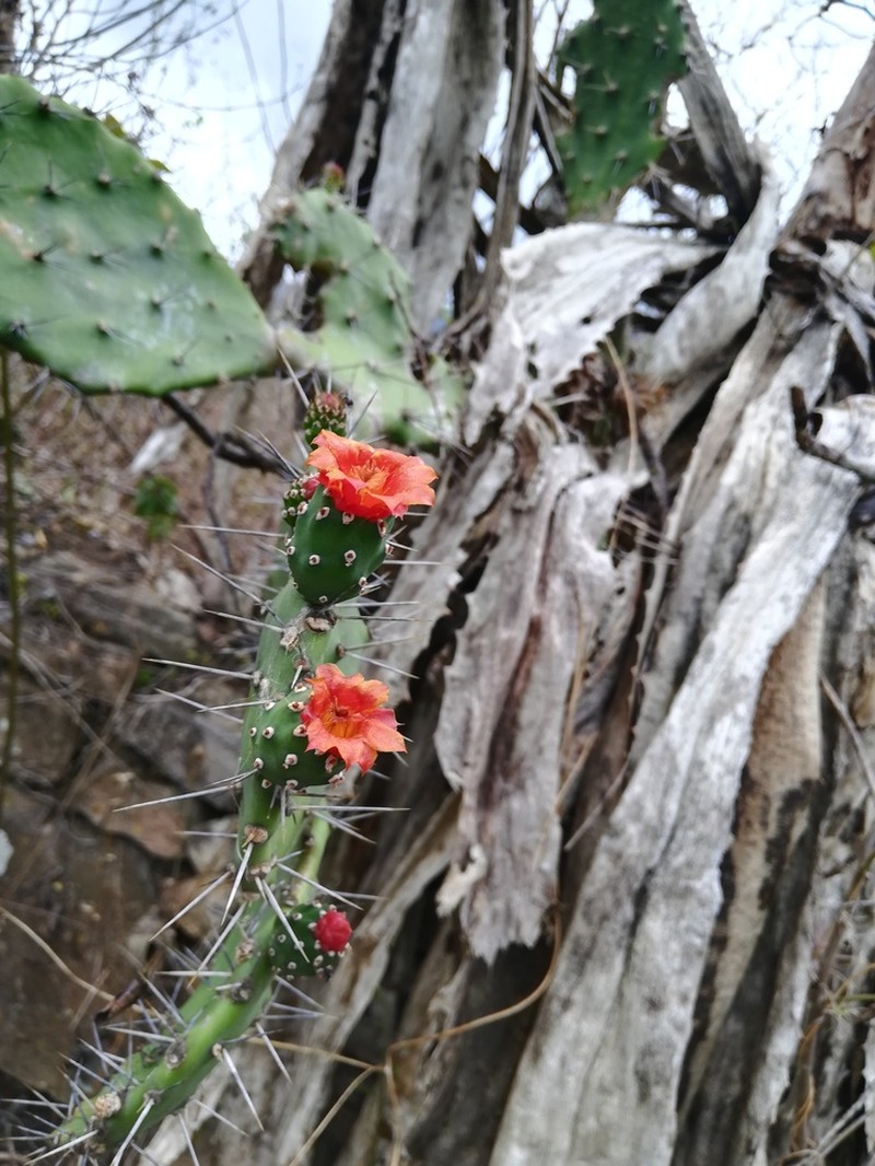 Opuntia quitensis photo 2