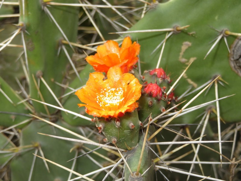 Opuntia quitensis photo 3