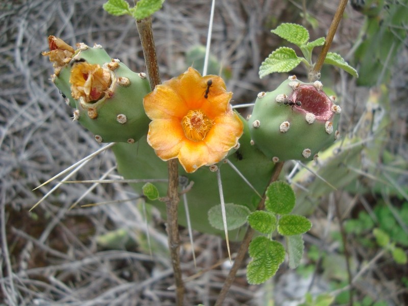 Opuntia quitensis photo 4