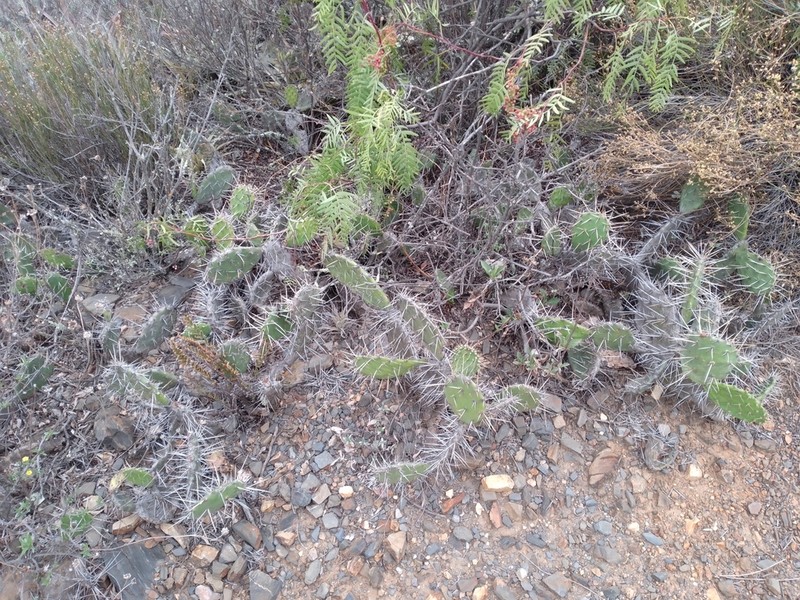 Opuntia quitensis photo 5