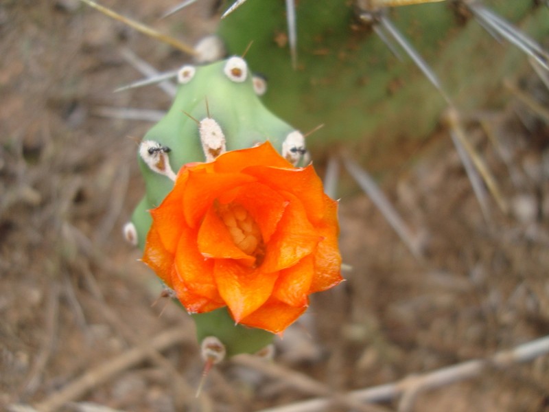 Opuntia quitensis photo 6