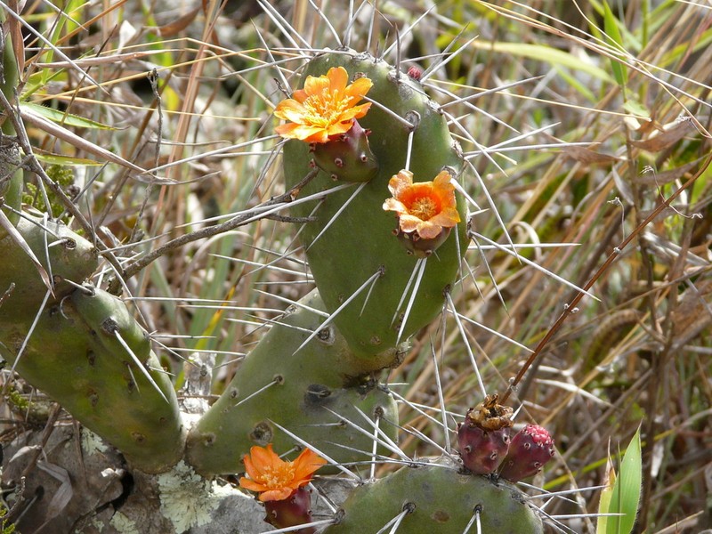 Opuntia quitensis photo 7
