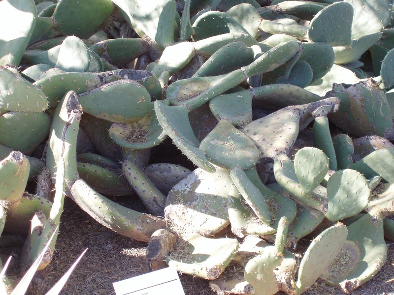 Opuntia rastrera