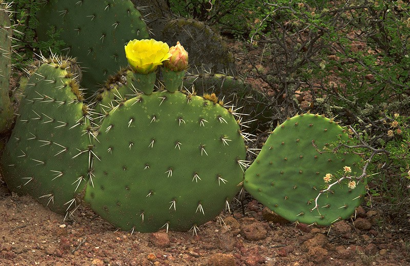 Opuntia rastrera photo 2